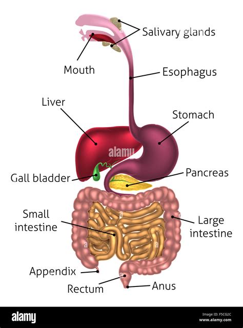 Human Digestive System Diagram Labeled