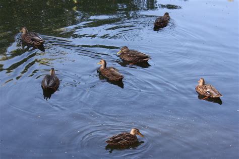 26nov2013 352 Patos Mexicanos Anas Platyrhynchos Diazi Club De