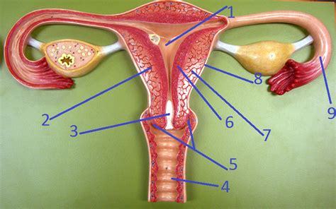 Bio L Final Exam Female Reproductive System Diagram Quizlet