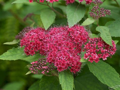 Спирея японская Дартс Ред (Spiraea japonica Dart's Red) - описание ...