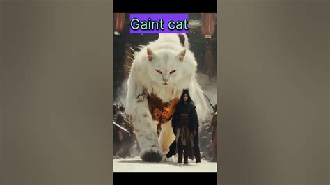Gaint Cat Youtube