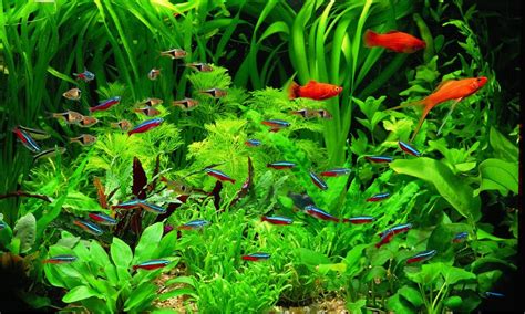 Aquatic Plants Aquarium at best price in Lucknow by Something Fishy ...