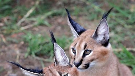 The Caracal A Small African Wild Cat Abc Listen