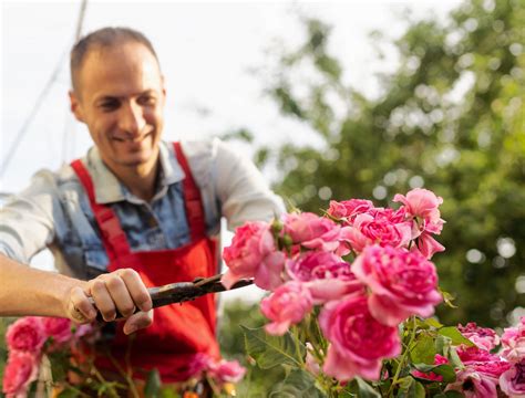 6 Tips For Growing Climbing Roses Backyard Boss