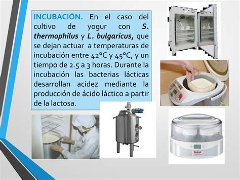 PDF MÓDULO ELABORACIÓN DE PRODUCTOS LÁCTEOS DOKUMEN TIPS