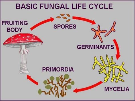 Fungi Reproduction Fungi Life Cycle Biology Lesson Powerpoint Spore