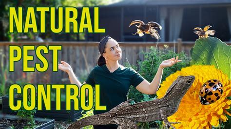 Natural Pest Control Methods For The Garden Keep Bugs From Ruining