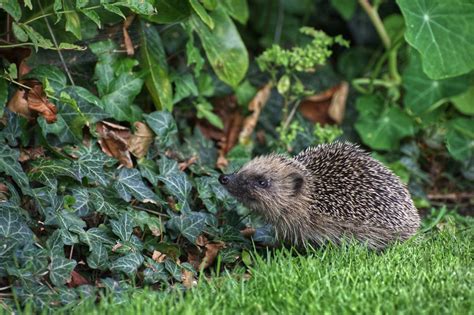 European Hedgehog - Southport Photographic Society