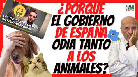 Ley De Protección Animal 2022 Descubre Todo Lo Que Necesitas Saber