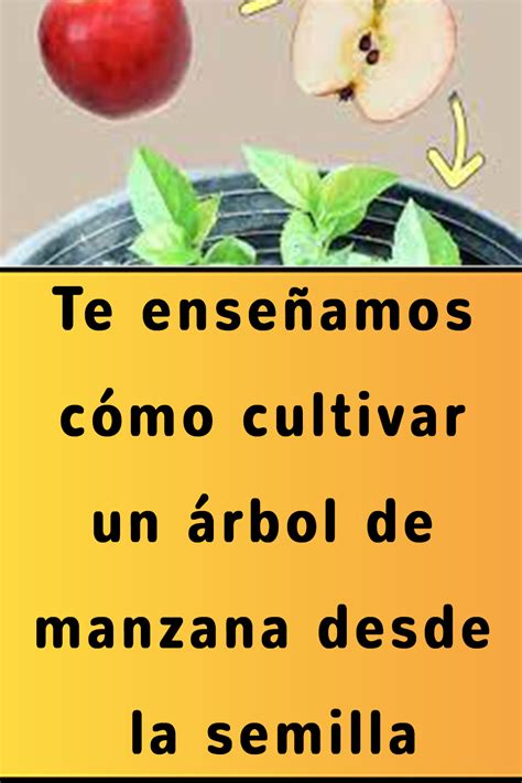 Te Ense Amos C Mo Cultivar Un Rbol De Manzana Desde La Semilla Rbol