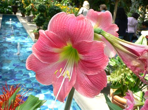 Fileamaryllis Hippeastrum Candy Floss Wikipedia