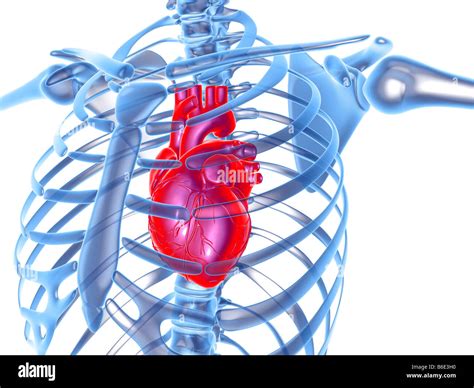 Anatomy Rib Cage With Heart : Rib Cage And Internal Organs Human Stock ...