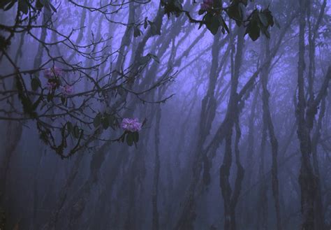 Rhododendron Forests Covers The Lower Hills Of Khumbu Region On The Way