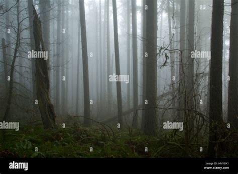 Forest In Fog On Spencer Butte Summit Main Trail Spencer Butte Park