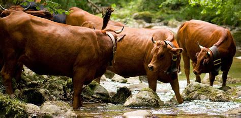 Connaissez Vous Les Trois Races De Vaches L Origine Du Reblochon