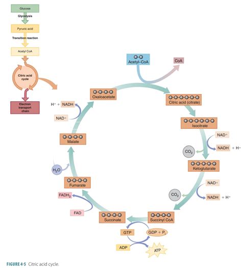 43 Krebs Cycle Simple Diagram Diagram Resource