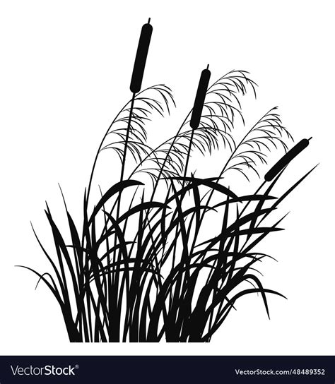 Swamp Grass Silhouette Black Reed Pond Plant Vector Image