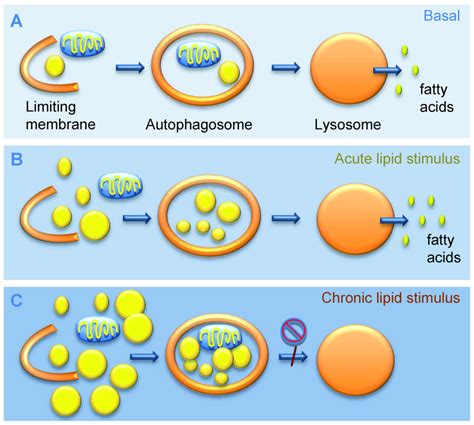 Autophagy In The Metabolism Of Cellular Lipid Stores A Autophagy