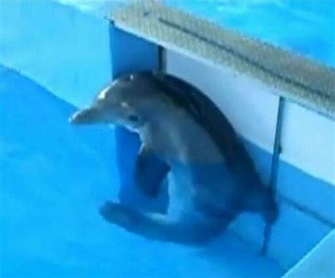 Petition · Give Winter the dolphin a better quality of life · Change.org