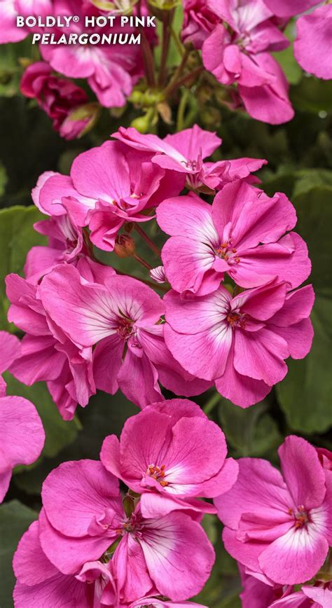 Boldly Hot Pink Geranium Pelargonium Interspecific Proven