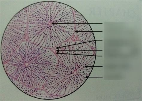 Liver Histology Diagram Quizlet