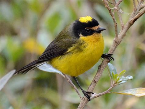 Yellow Crowned Redstart Ebird