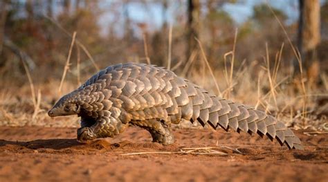 How will COVID-19 Help Pangolin Conservation? - Animal Agriculture and ...