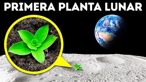 Los Cient Ficos Cultivan Plantas En Suelo Lunar Datos Asombrosos De