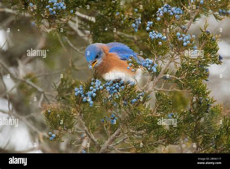 Eastern Bluebird Sialia Sialis Male Feeding On Berries Of Eastern Red