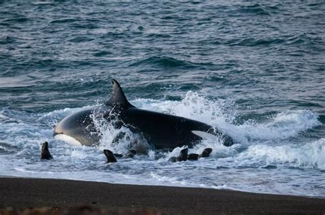 Orca Cazando Lobos Marinos En La Costa Paragoniana Patagonia Argentina