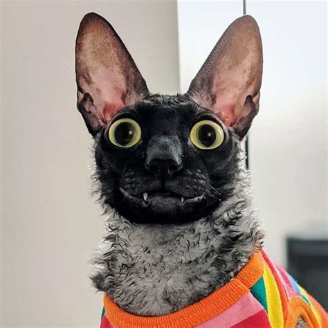 Pixel The Smiling Cat Is Spreading Joy Online With His Goofy Grin