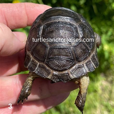 Tortoises Turtles And Tortoises Inc