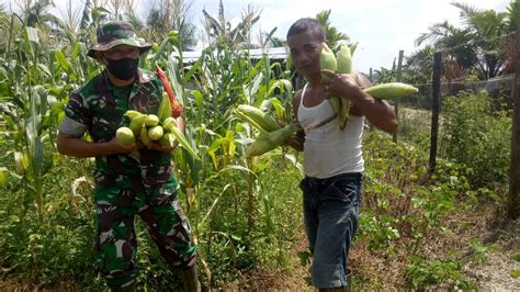 Bantu Petani Panen Jagung Merupakan Kemanunggalan Tni Rakyat