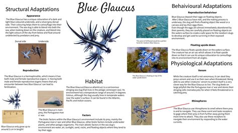 The Blue Glaucus