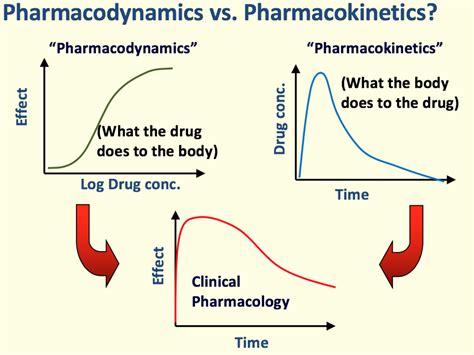 Fundamental Principles Of Drug Receptor Interactionspharmacodynamics