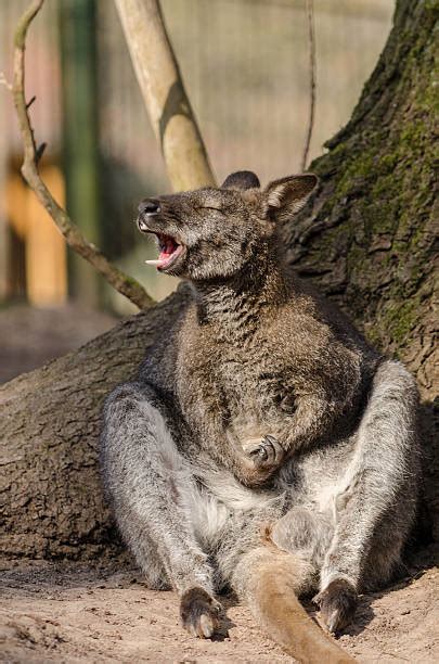 Kangaroo Teeth Stock Photos, Pictures & Royalty-Free Images - iStock