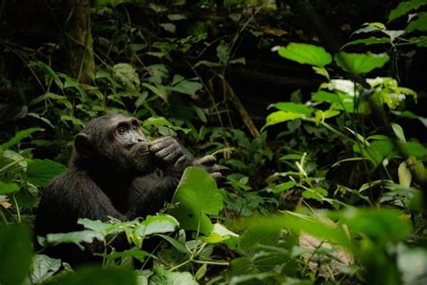 Chimpanzee — Destination Uganda Travelers