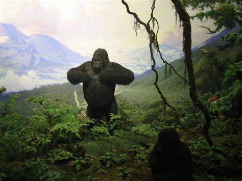 Mountain gorillas in Museum of Natural History | See WorldIs… | Flickr