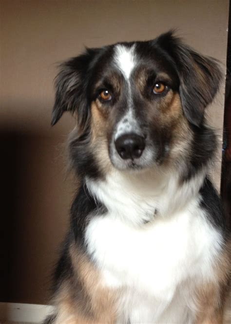 Border Collie Australian Shepherd Dog Mix