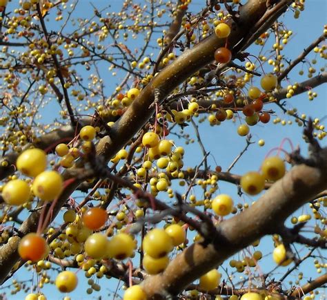 "Yellow Berry Tree" by Clubohara | Redbubble