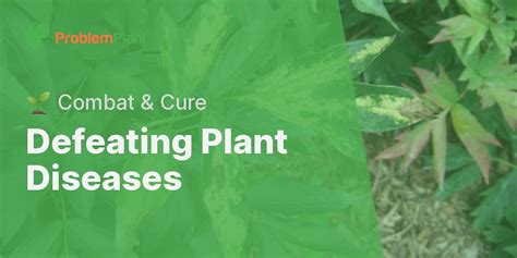 What Are Common Plant Diseases And How To Treat Them