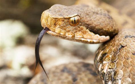 The Most Venomous Animals On Earth Ranked Cnet