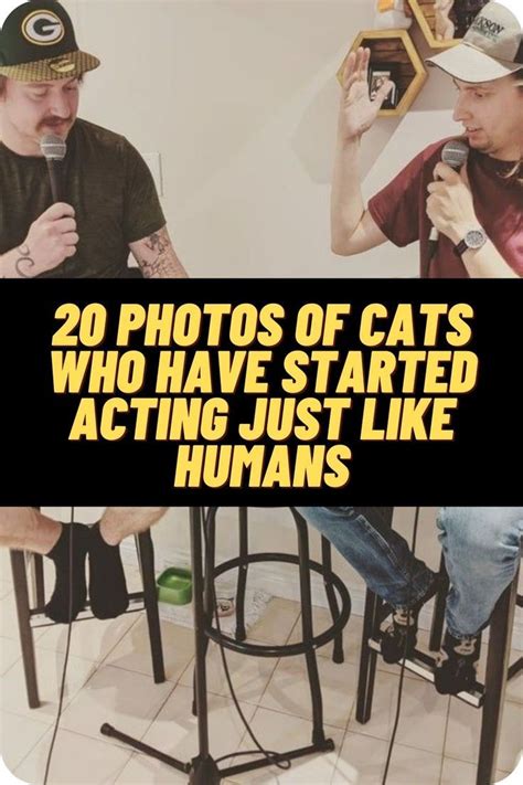 20 Photos Of Cats Who Have Started Acting Just Like Humans Artofit