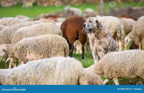 Sheepdog Stock Photo Image Of Landscape Country Peace 30337812