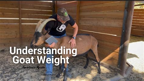 Understanding Goat Weights Youtube