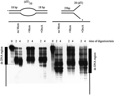 Exonuclease Iii Digestion Of A Bubble And A Flayed Duplex Dna