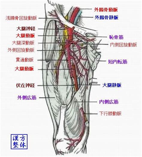 体循環の動脈 漢方医学の豆知識