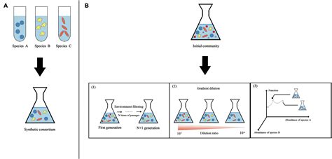 Frontiers Construction Of Environmental Synthetic Microbial Consortia