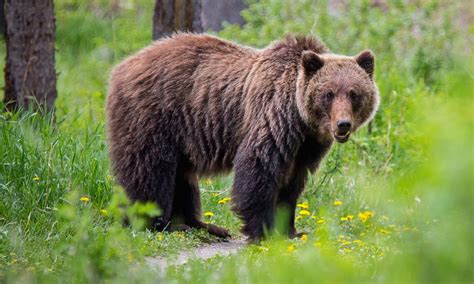 Bears are a daily threat for firefighters in Glacier National Park | For The Win