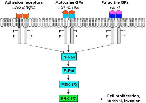 Figure From The Ras Raf Mek Erk And Pi K Akt Signaling Pathways